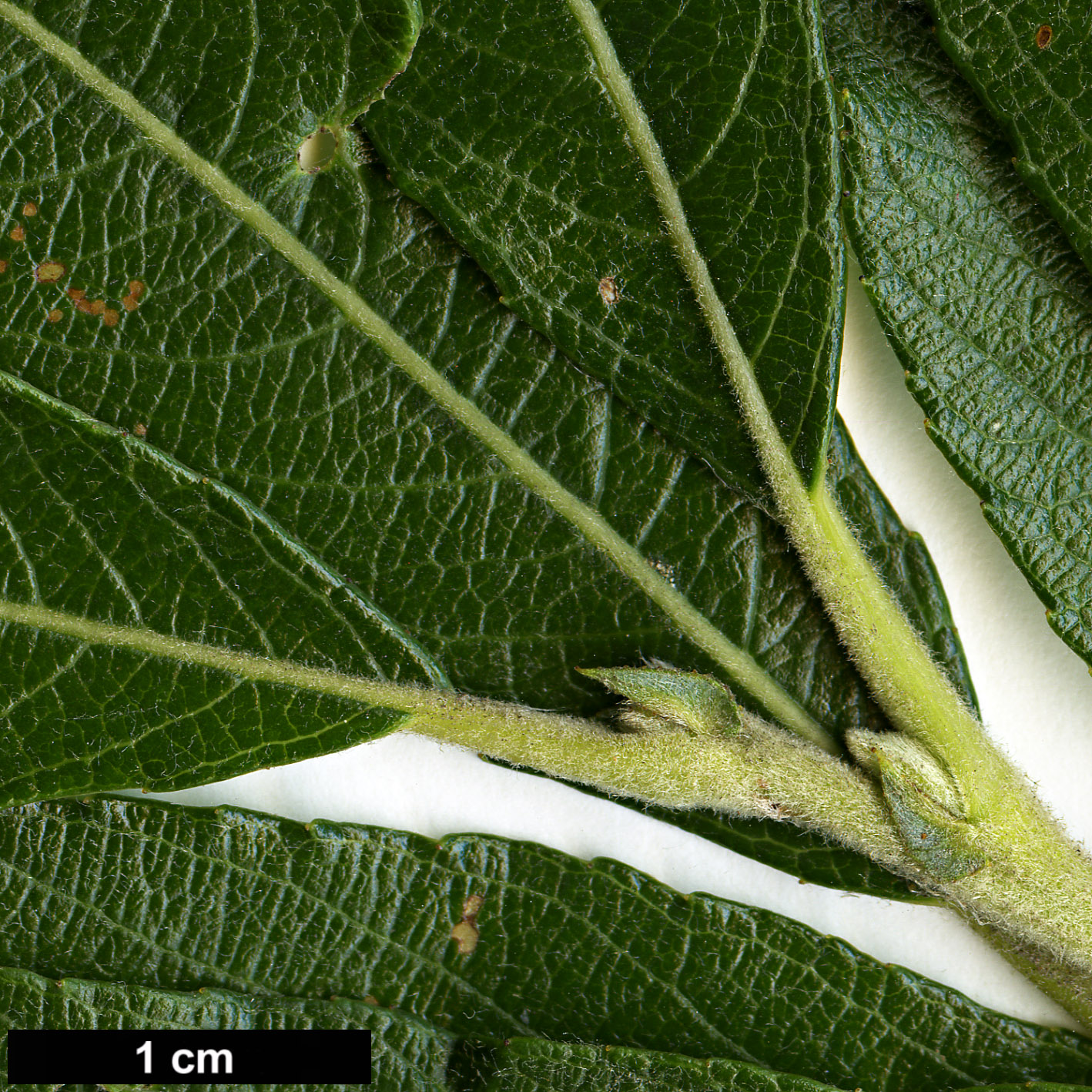 High resolution image: Family: Salicaceae - Genus: Salix - Taxon: gmelinii - SpeciesSub: 'Gewone Kletters'